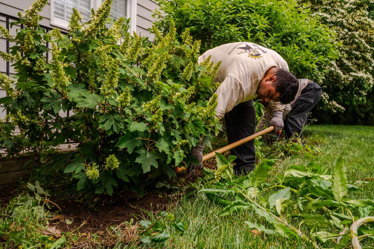 How to Kill Weeds in Landscape Beds Without Harming Your Plants